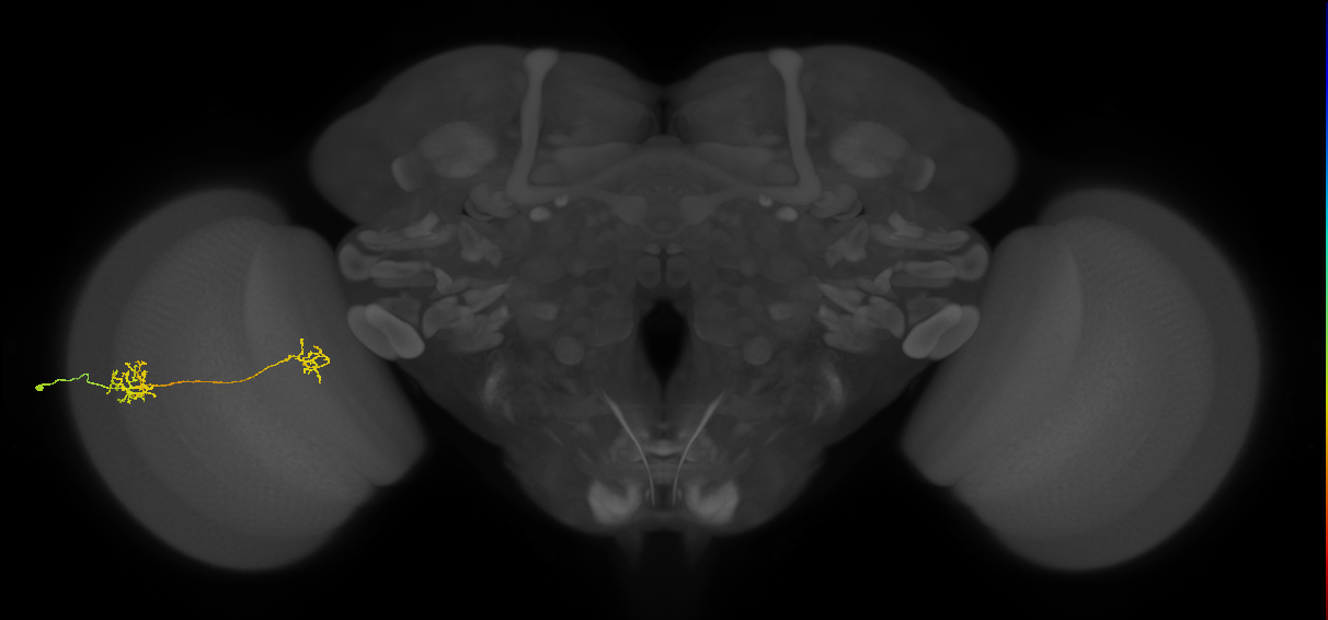 Tm40_L (MaleCNS:86006)