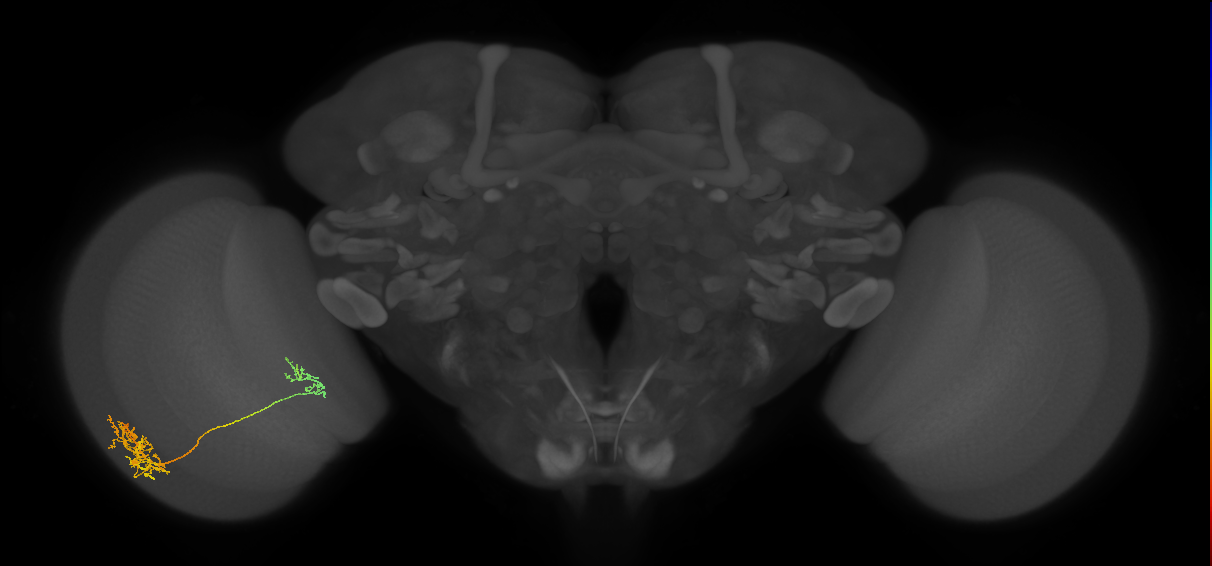 Tm40_L (MaleCNS:35331)