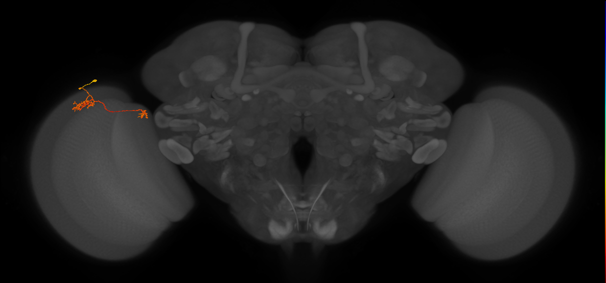 Tm40_L (MaleCNS:69644)