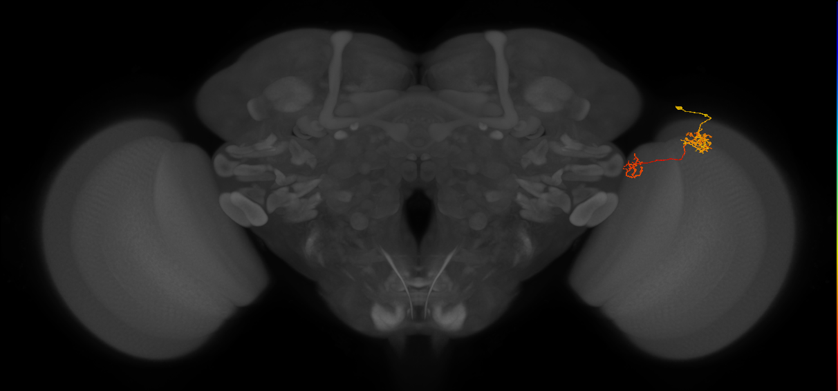 Tm40_R (MaleCNS:91375)