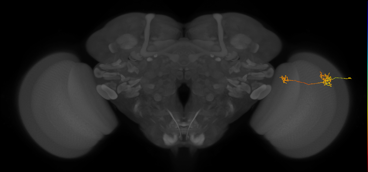 Tm40_R (MaleCNS:96136)