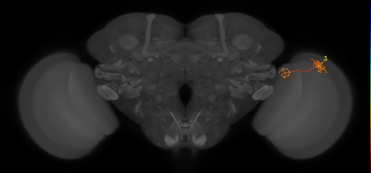 Tm40_R (MaleCNS:93239)