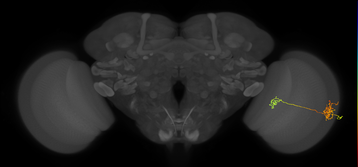 Tm40_R (MaleCNS:57499)