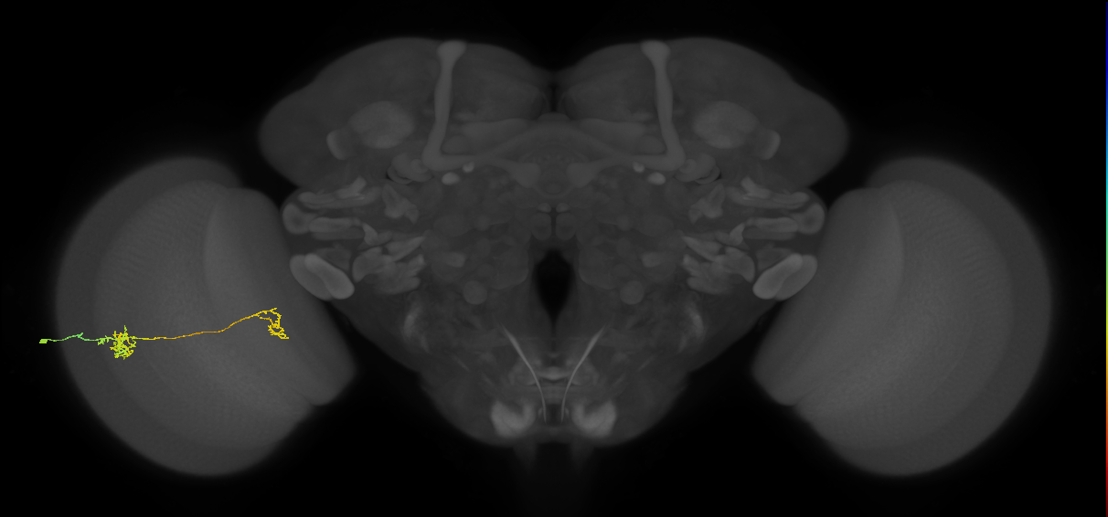Tm40_L (MaleCNS:543432)