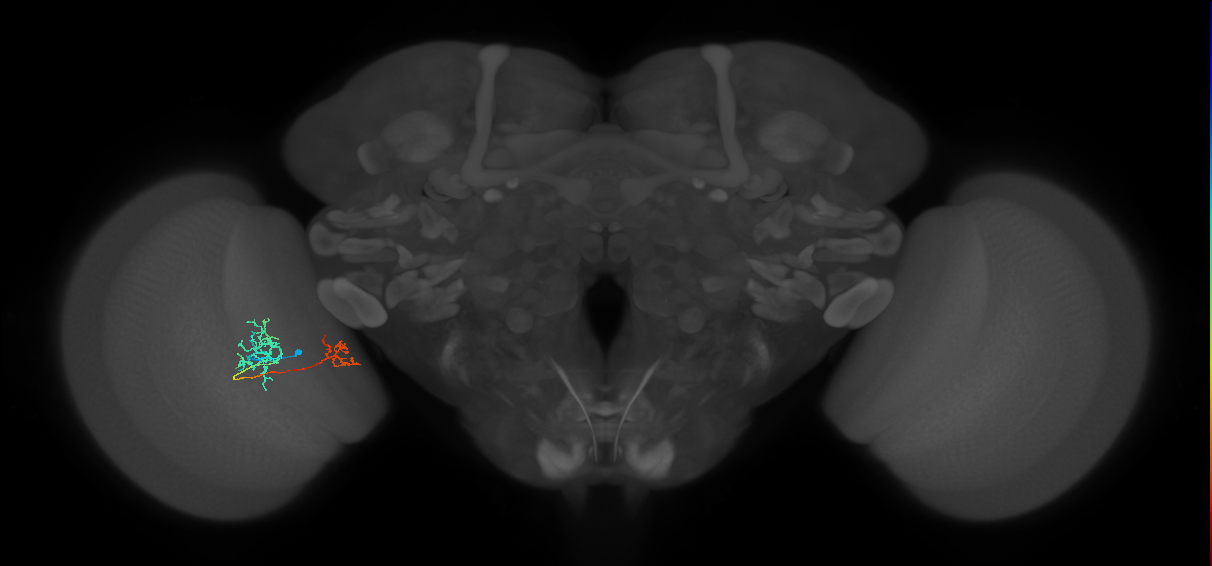 Tm40_L (MaleCNS:559480)