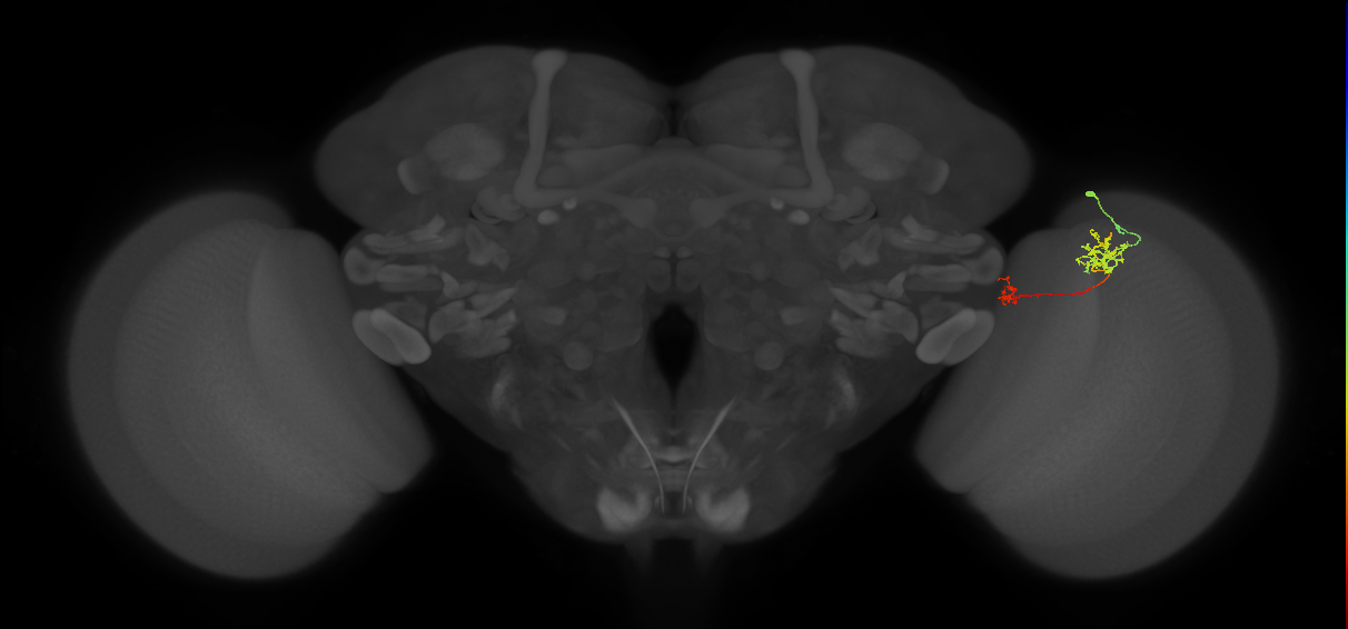 Tm40_R (MaleCNS:104121)