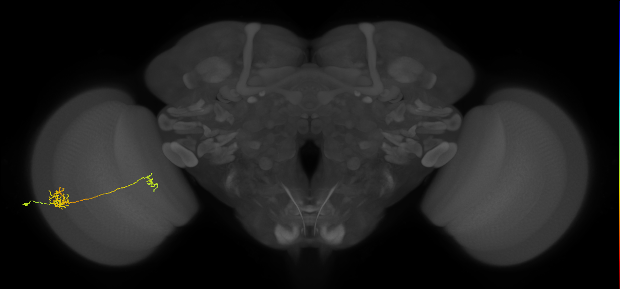 Tm40_L (MaleCNS:67636)