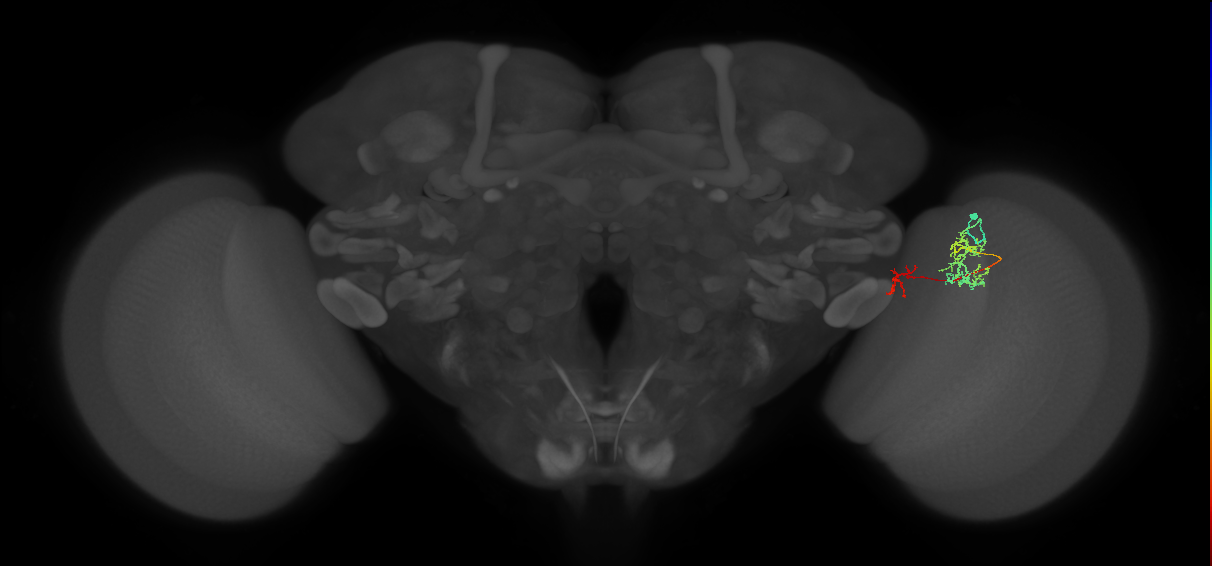 Tm40_R (MaleCNS:49016)