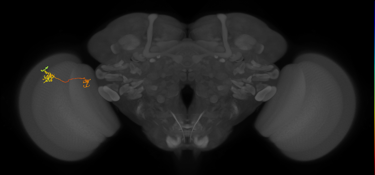 Tm40_L (MaleCNS:120598)