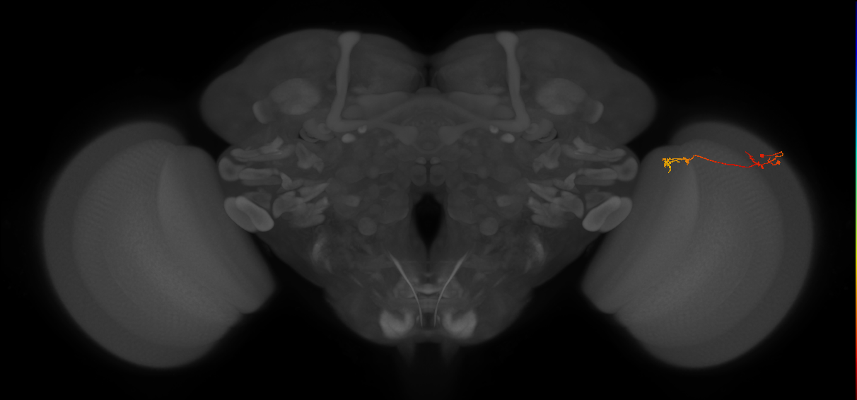 Tm5Y_R (MaleCNS:111561)
