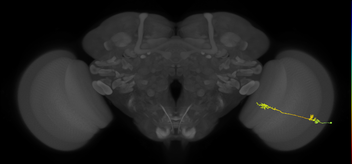 Tm5Y_R (MaleCNS:74840)