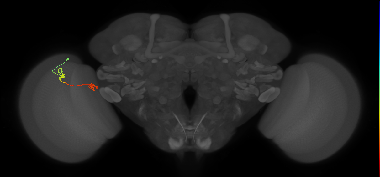 Tm5Y_L (MaleCNS:107772)