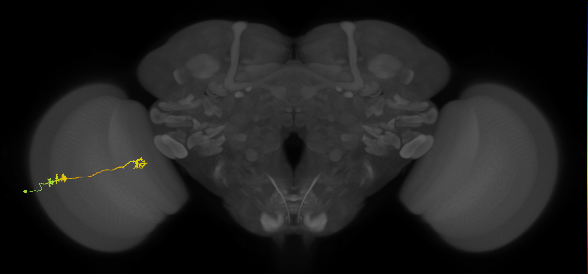 Tm5Y_L (MaleCNS:54909)