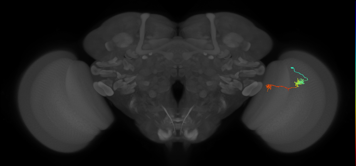 Tm5Y_R (MaleCNS:81652)