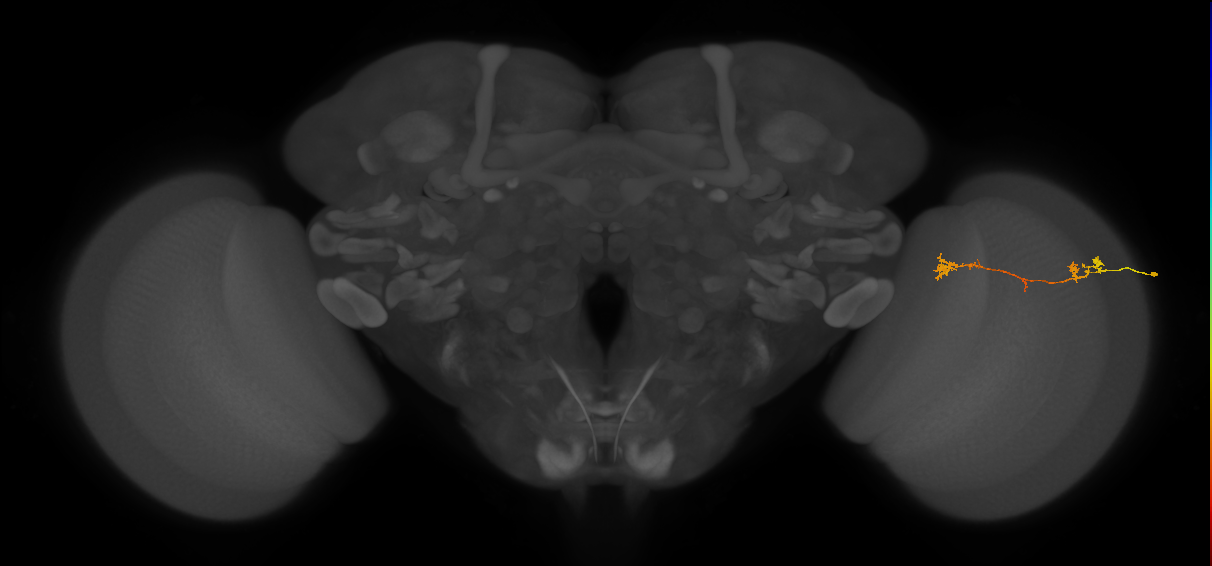 Tm5Y_R (MaleCNS:86906)