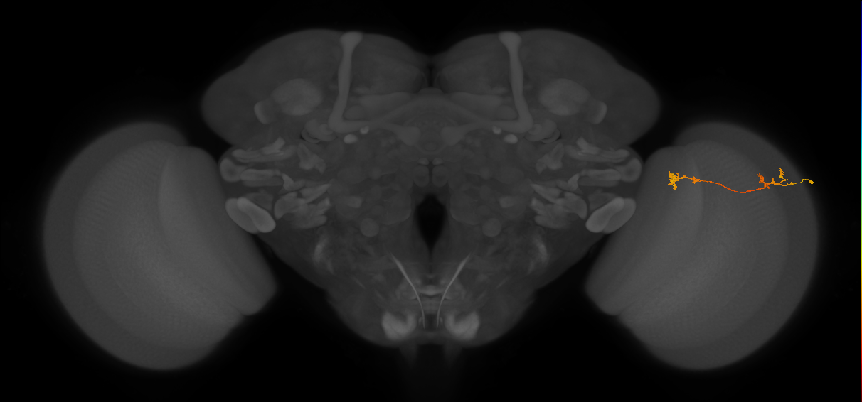 Tm5Y_R (MaleCNS:85861)