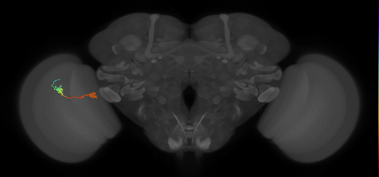 Tm5Y_L (MaleCNS:536229)