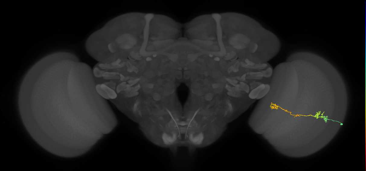 Tm5Y_R (MaleCNS:60976)