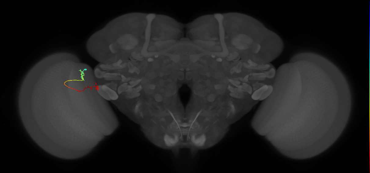 Tm5Y_L (MaleCNS:137159)