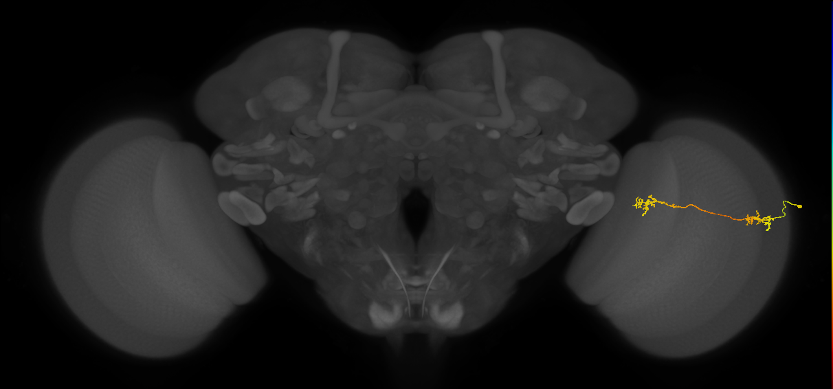 Tm5Y_R (MaleCNS:104487)