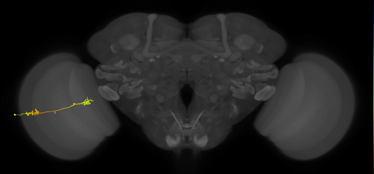 Tm5Y_L (MaleCNS:43536)