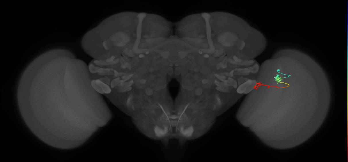 Tm5Y_R (MaleCNS:86785)