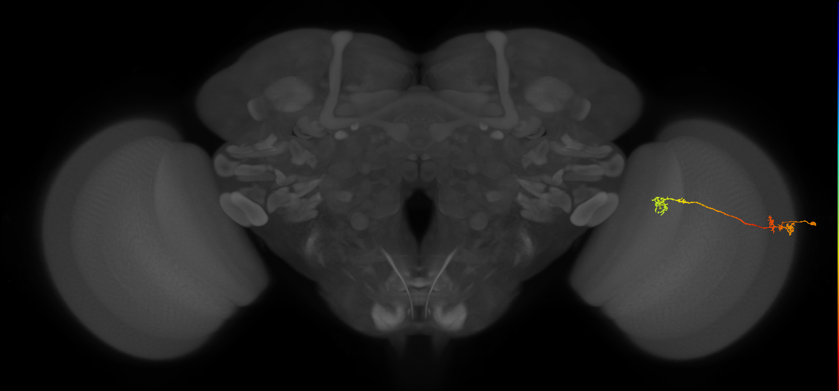 Tm5Y_R (MaleCNS:76345)