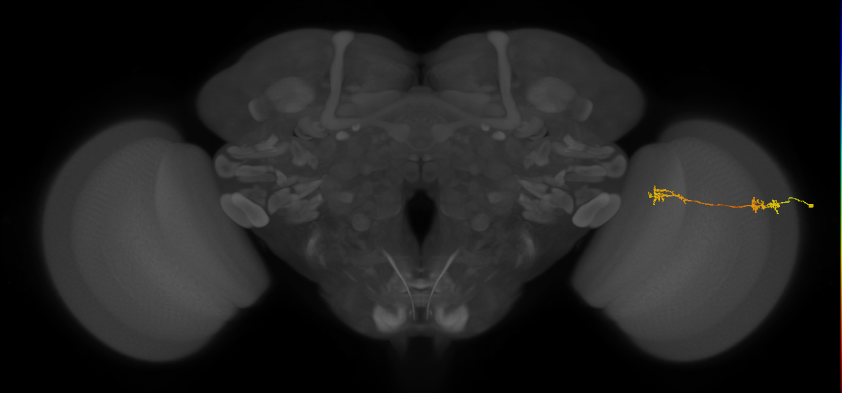 Tm5Y_R (MaleCNS:74776)
