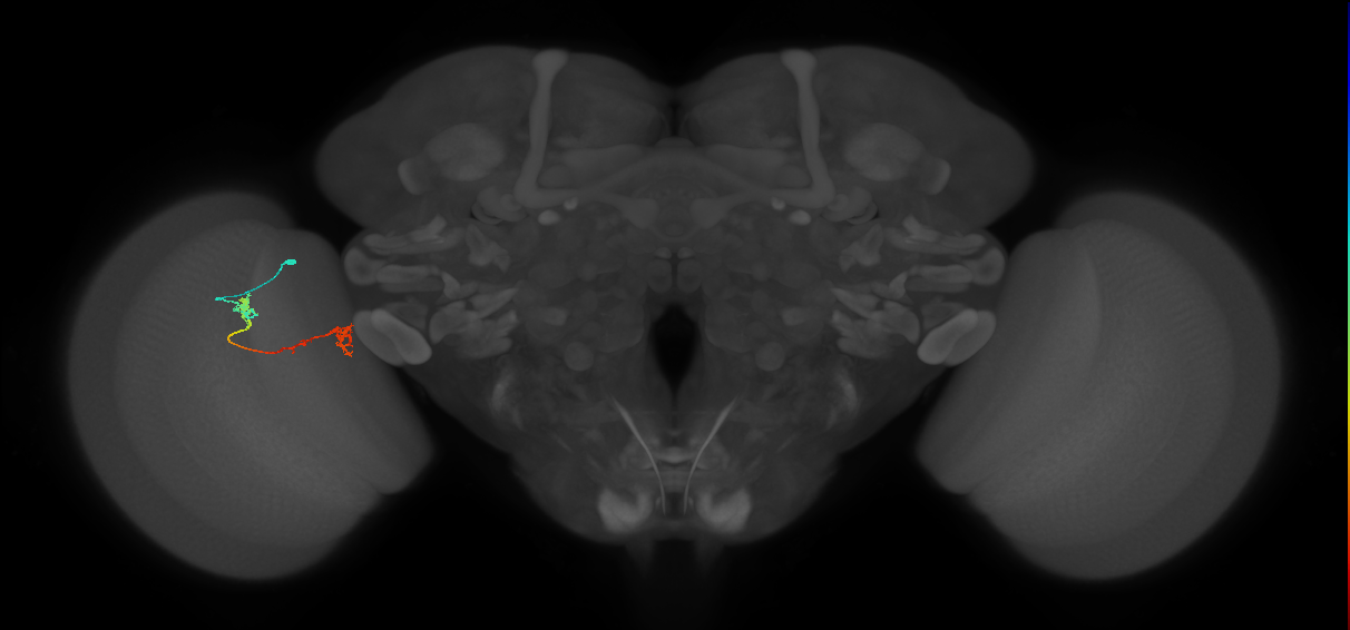 Tm5Y_L (MaleCNS:515817)