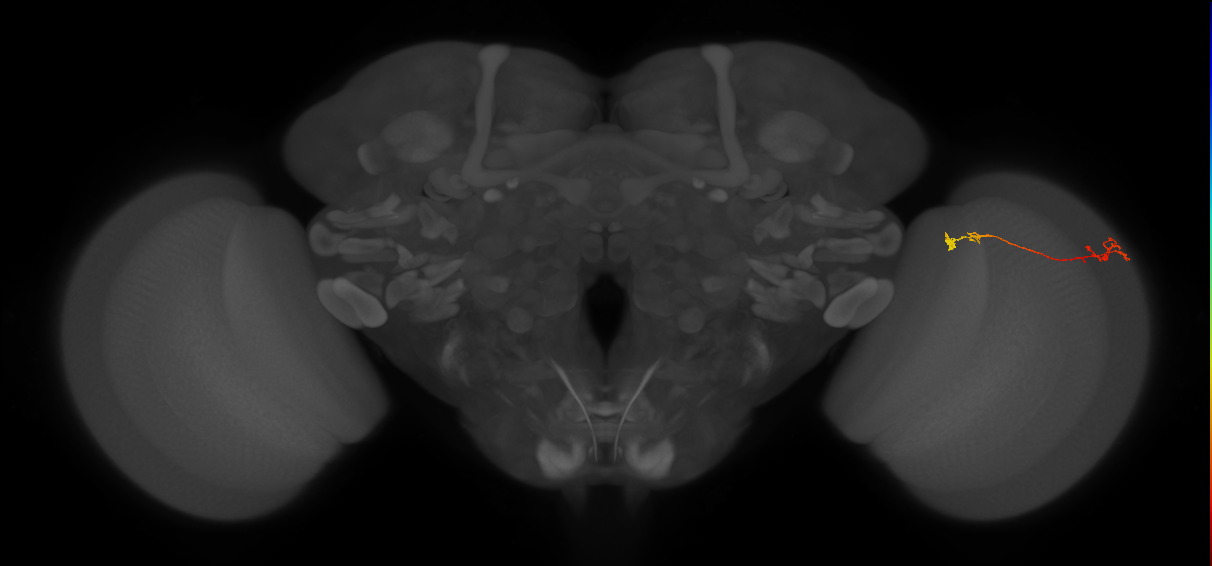 Tm5Y_R (MaleCNS:119087)