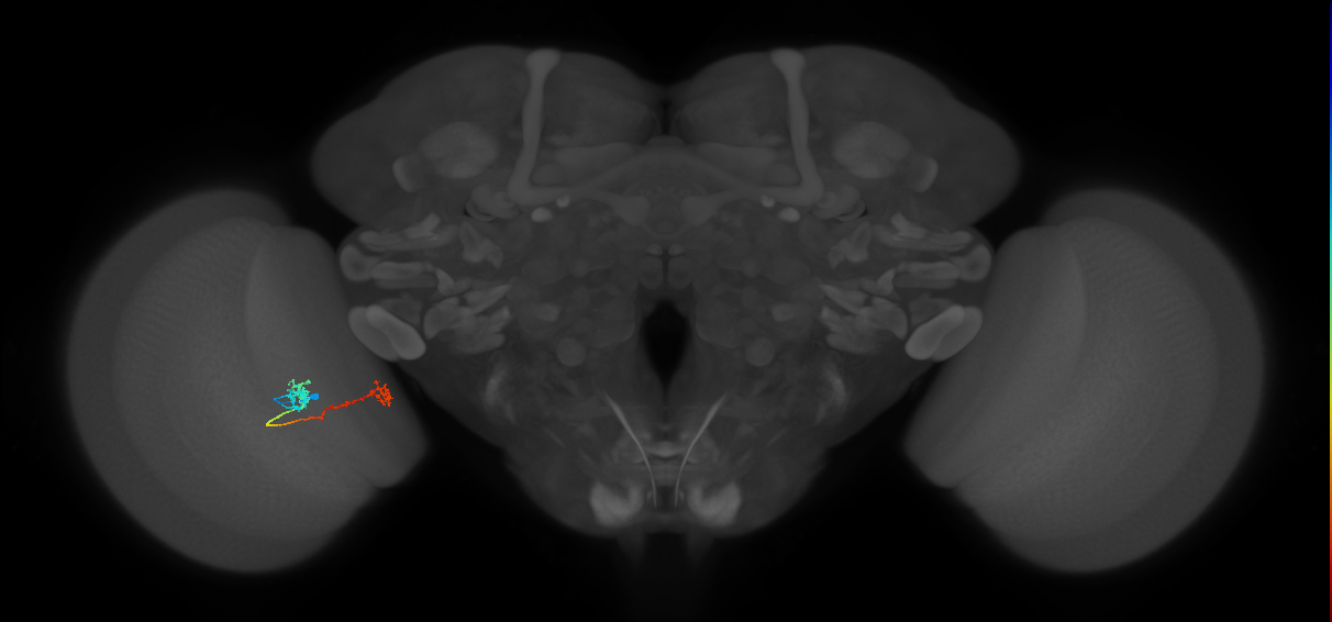 Tm5Y_L (MaleCNS:71446)