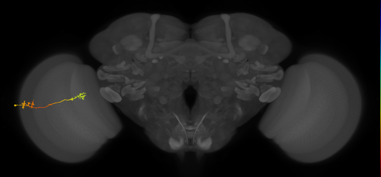 Tm5Y_L (MaleCNS:70591)