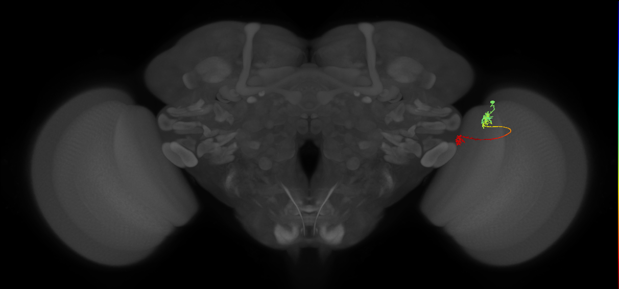 Tm5Y_R (MaleCNS:88194)