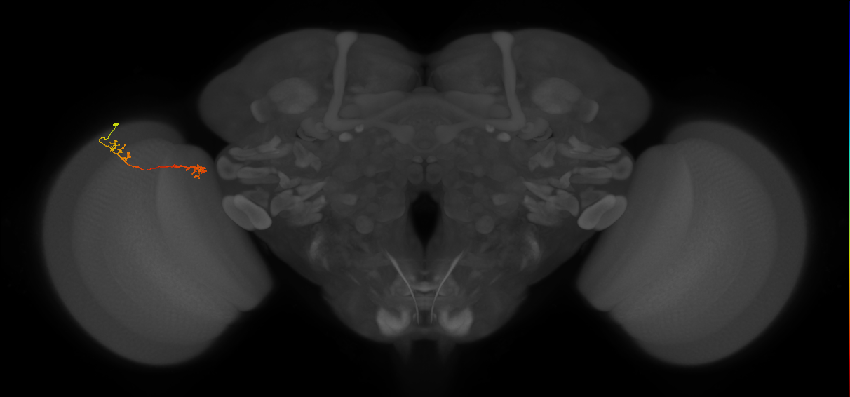 Tm5Y_L (MaleCNS:93247)