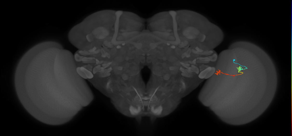 Tm5Y_R (MaleCNS:95422)