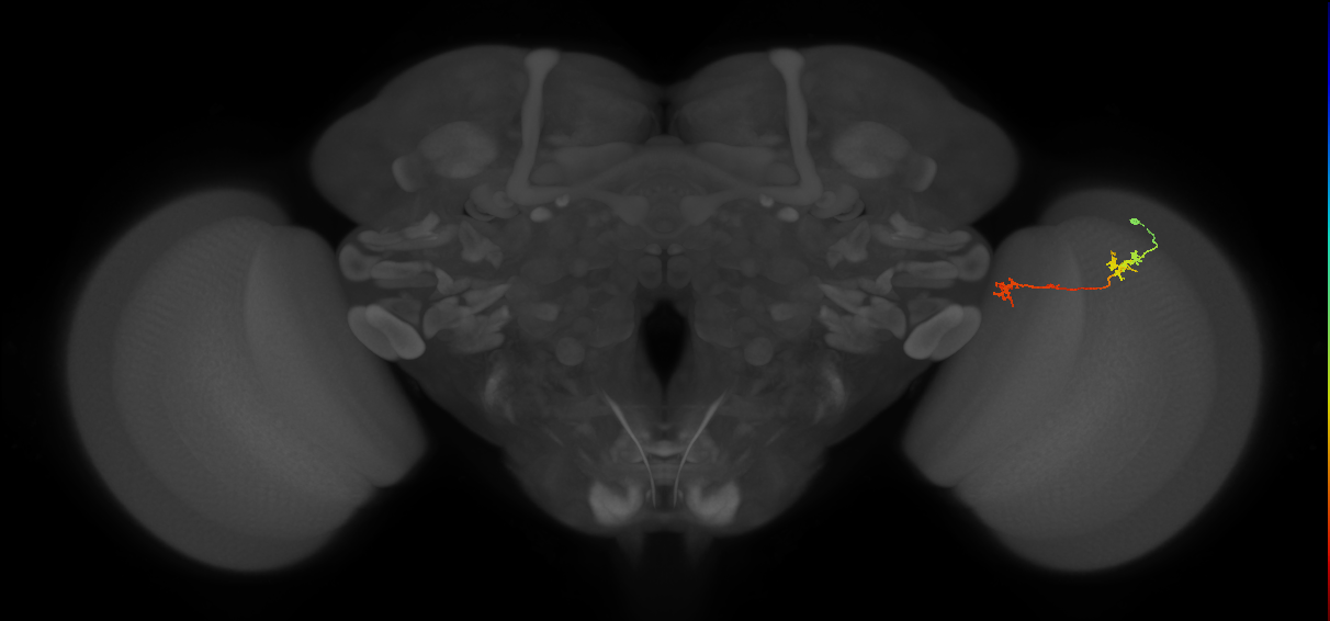 Tm5Y_R (MaleCNS:93297)