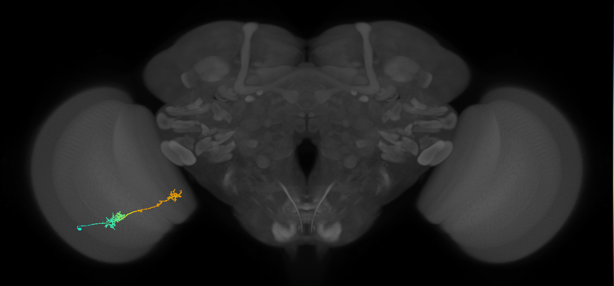 Tm5Y_L (MaleCNS:530547)
