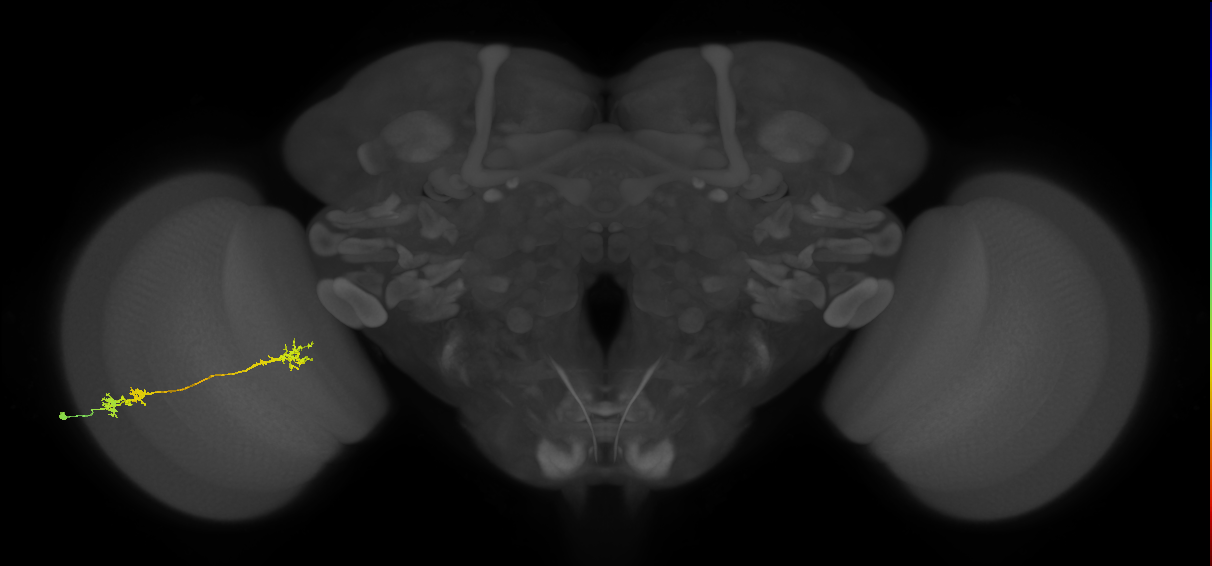 Tm5Y_L (MaleCNS:50449)