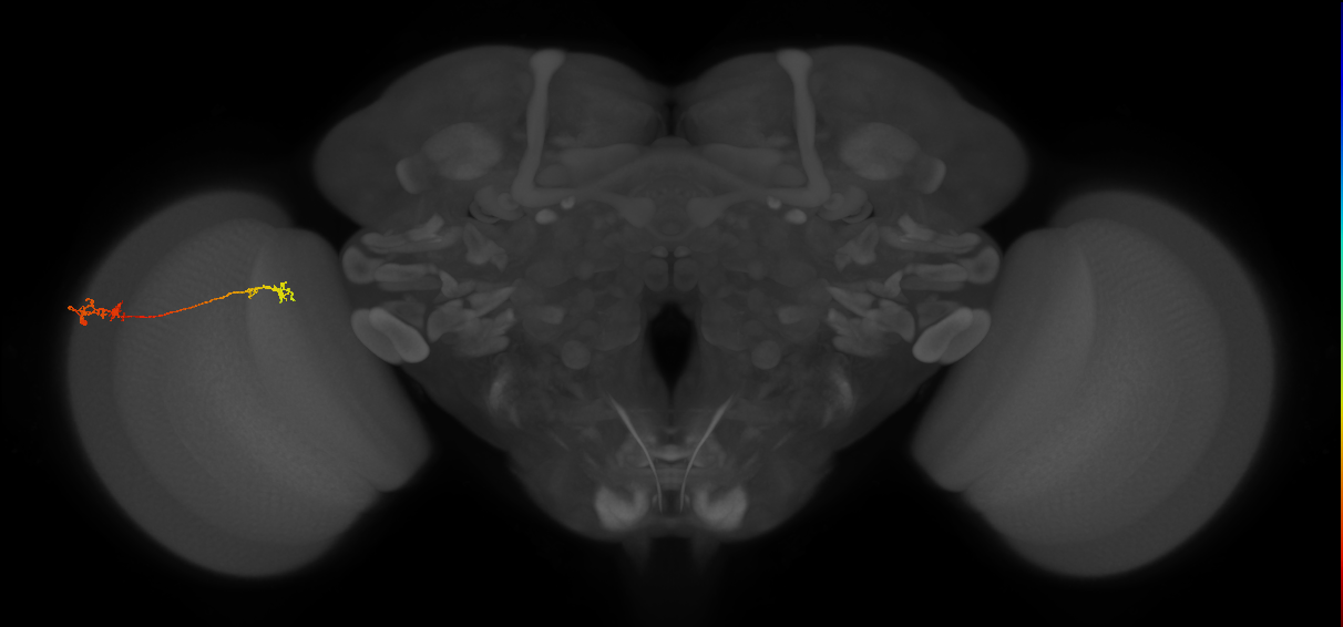 Tm5Y_L (MaleCNS:524617)