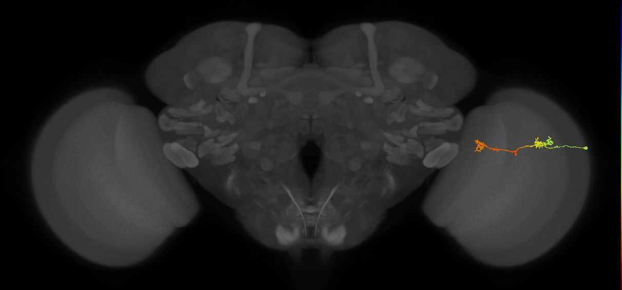 Tm5Y_R (MaleCNS:84277)