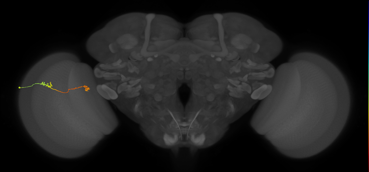 Tm5Y_L (MaleCNS:533304)