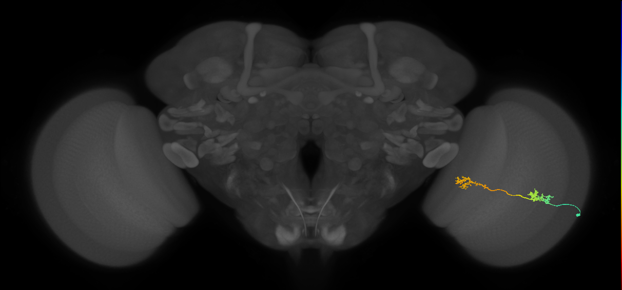 Tm5Y_R (MaleCNS:57566)