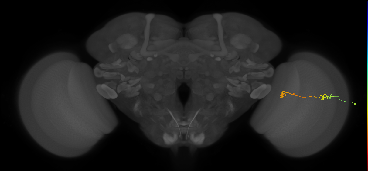 Tm5Y_R (MaleCNS:69465)