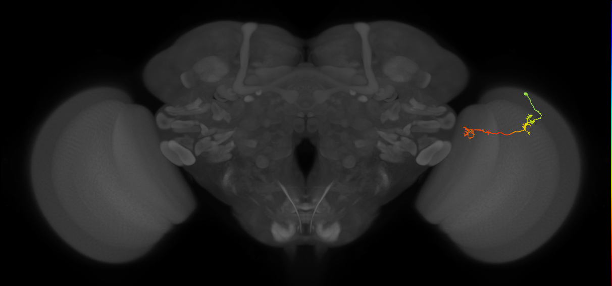 Tm5Y_R (MaleCNS:85267)