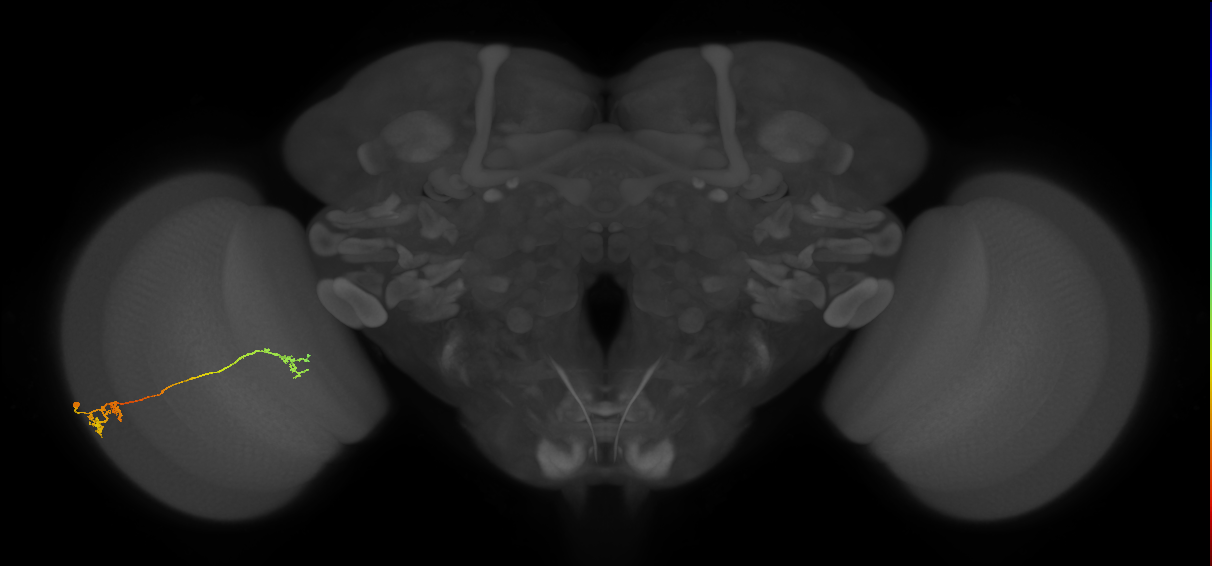 Tm5Y_L (MaleCNS:63569)