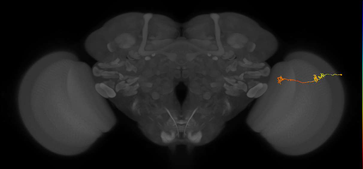 Tm5Y_R (MaleCNS:81923)