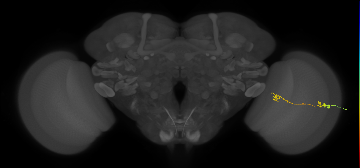 Tm5Y_R (MaleCNS:74757)