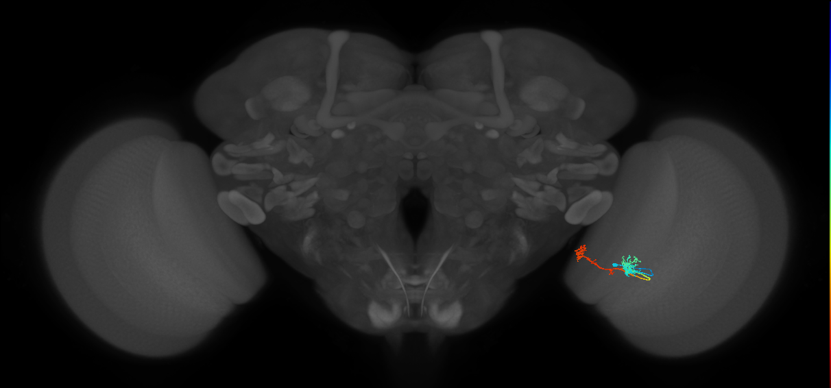 Tm5Y_R (MaleCNS:79841)