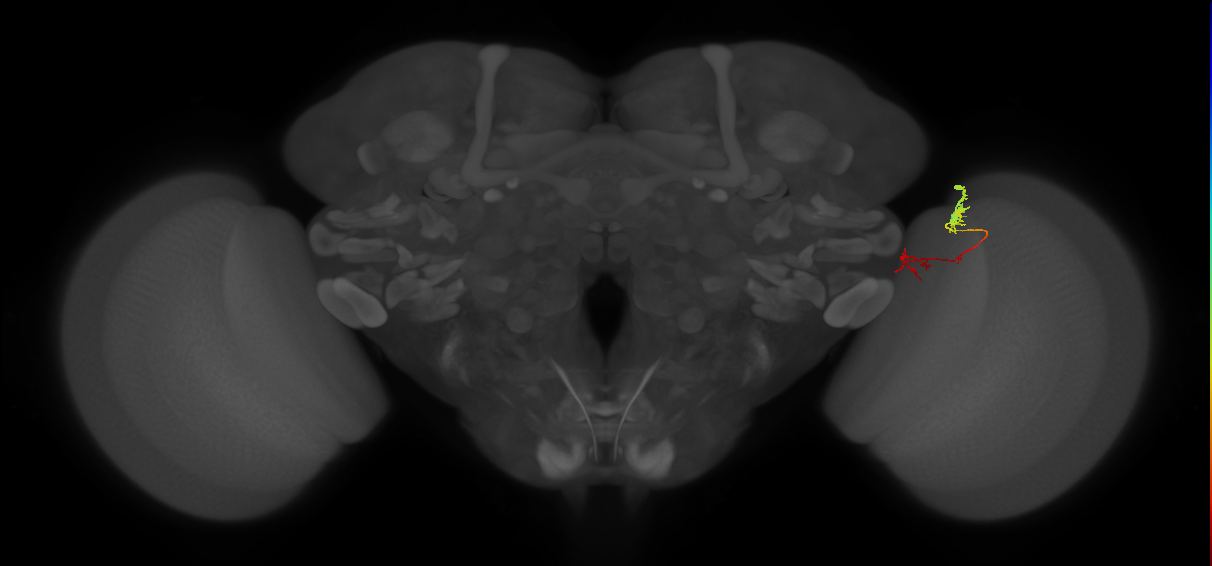 Tm5Y_R (MaleCNS:105625)