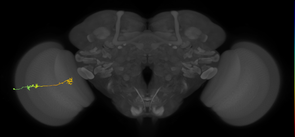 Tm5Y_L (MaleCNS:539677)